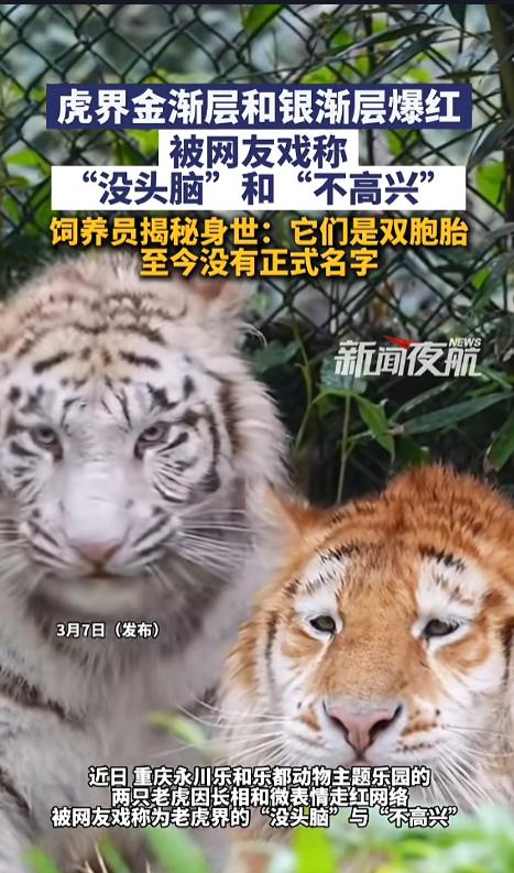 “实在太可爱了！”近日，重庆，某动物园的两只老虎火了。他们外形酷似猫猫里的金渐层