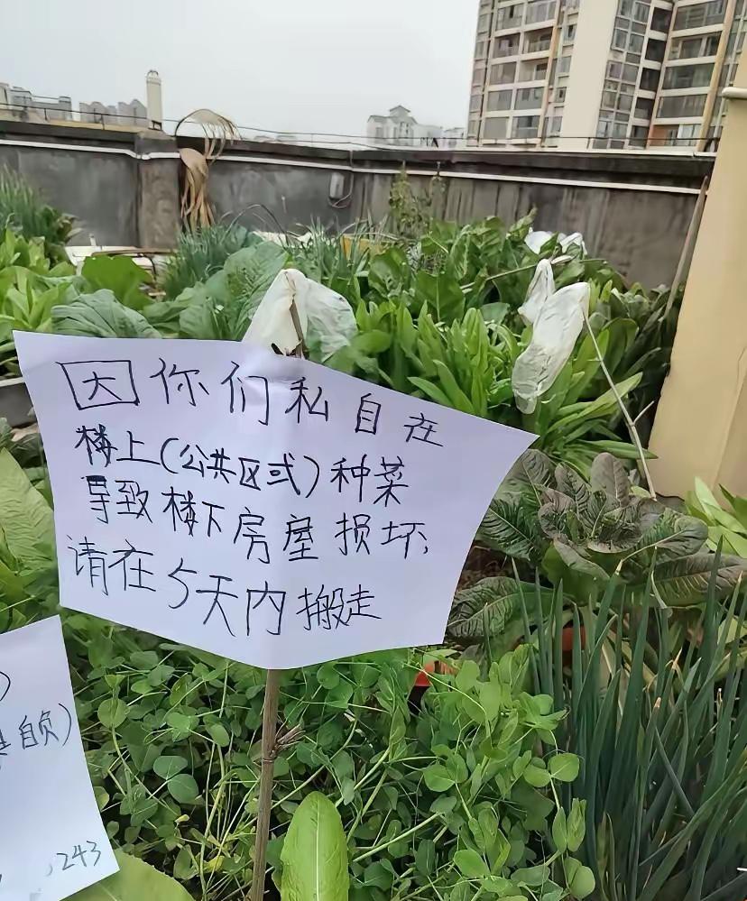 太自私了，从来没来过楼顶，今天上来，真是让人眼前一亮，不知道的还以为进了菜园子，