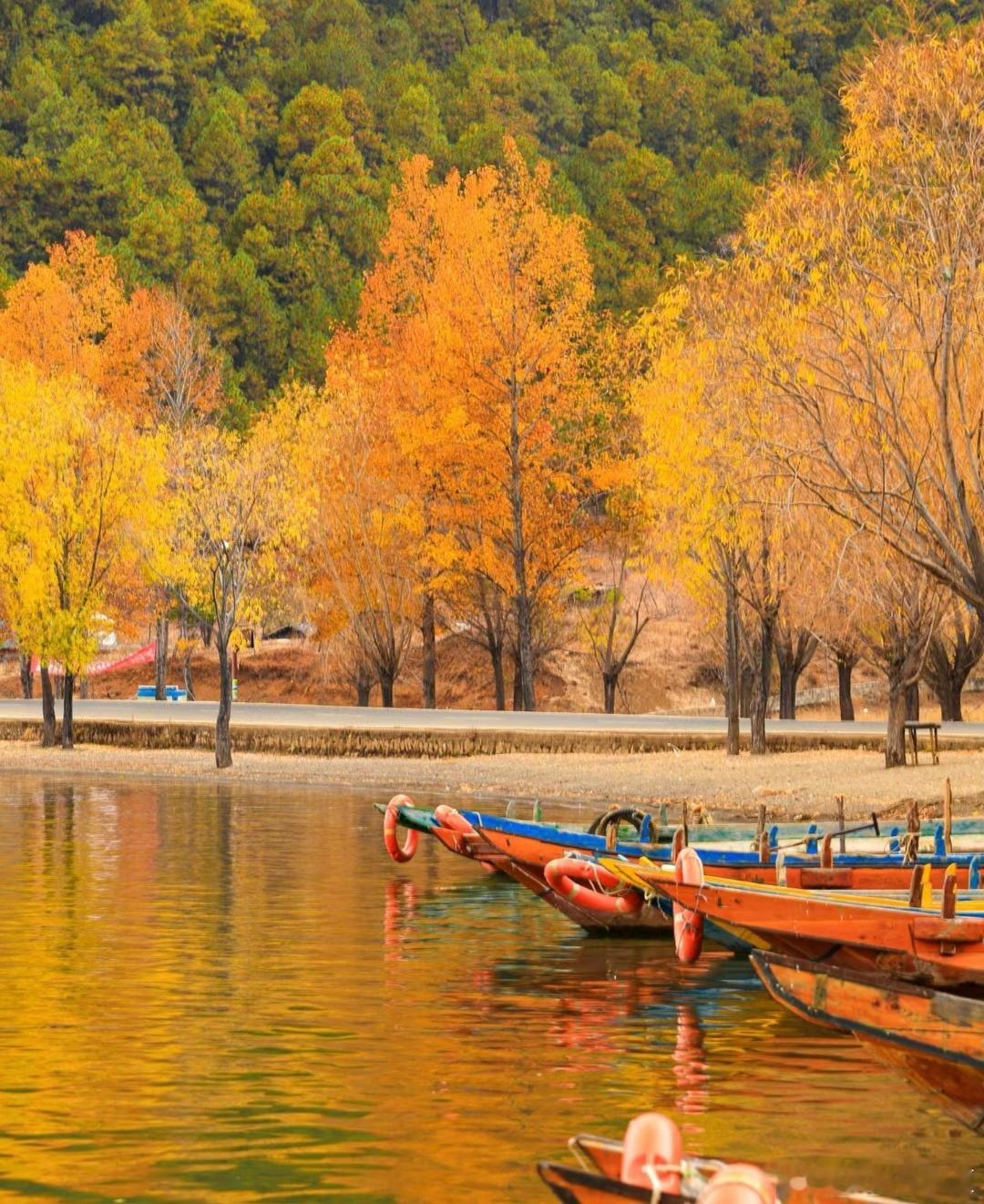 泸沽湖的秋天，把湖光山色揉成一幅油画🍂澄澈湖水映着金黄林木，猪槽船静静浮在湖面