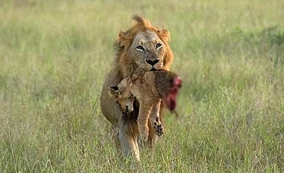 雄狮的一生有多悲催？一位50多岁的护林员告诉我，大部分人不知道，一只雄狮当上新狮