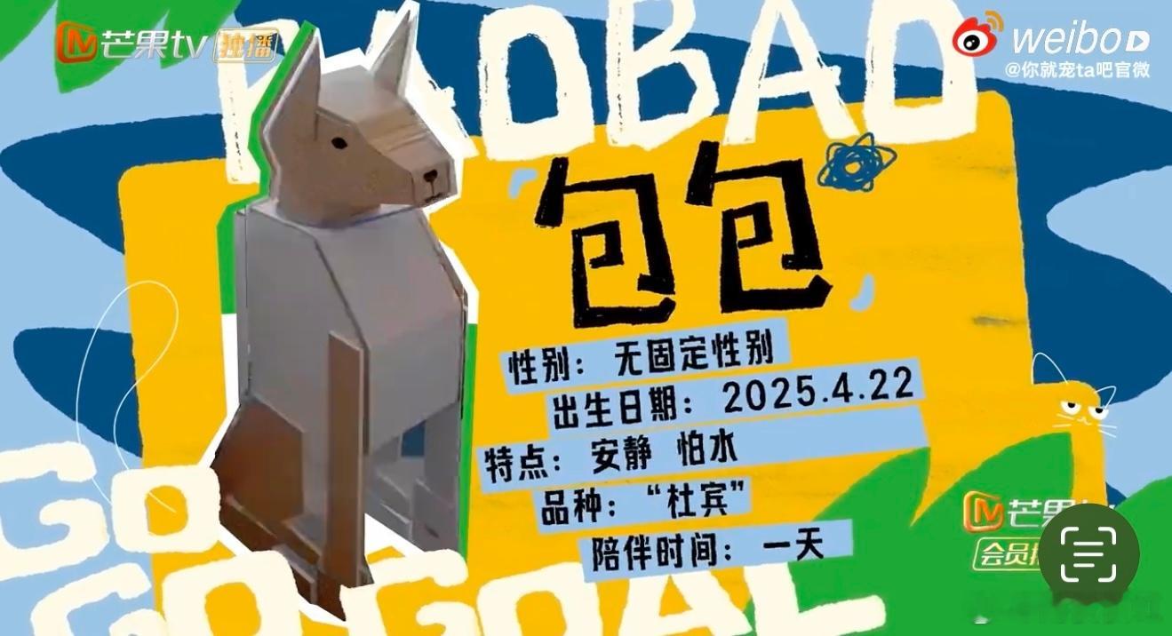 颜安的狗和他本人一样抽象知道的是颜安在搞抽象的，不知道的还真以为包包会做饭呢！