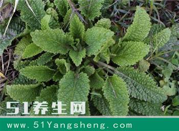 一种植物叶子长得像“癞蛤蟆”, 医治感冒咳嗽有特效