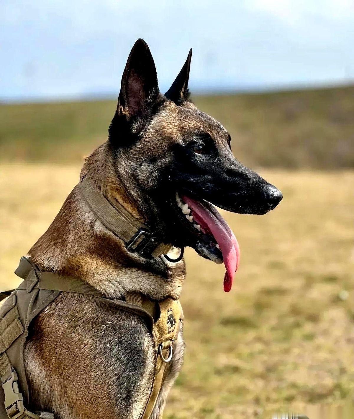 这辈子吃过最香的一顿肉，是偷我们警犬的。真的，不是开玩笑。那年上深山抓人，后