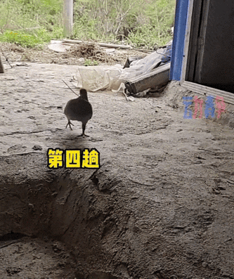 万万没想到，广东网友家的鸽子成了“带崽显眼包”！狗子刚生幼崽，鸽子竟忙前忙后叼草