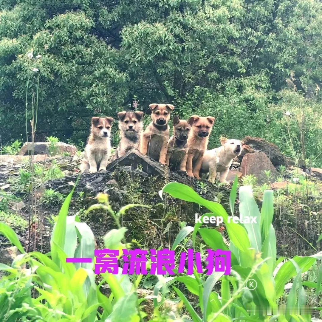 听小区里扫地的阿姨讲，小区后面的空地里有一窝流浪狗，狗妈妈已经不见了好几天，不知