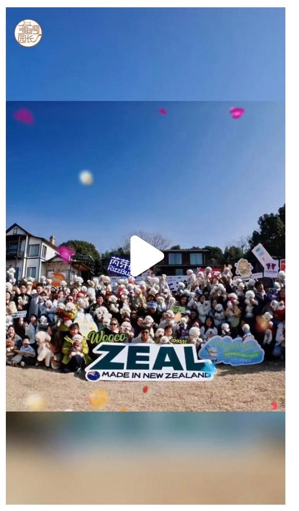 300只比熊齐聚南京开年会！这场盛大的比熊犬年会在南京江宁