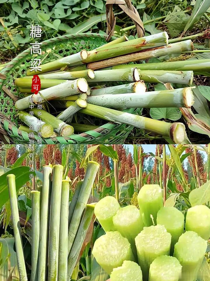 农村快消失的这些老果子，你都吃过几样小时候吃的很多水果都慢慢消失了