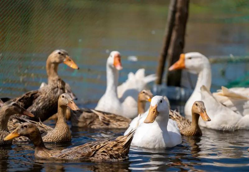 生态养殖看似前景美好，实则暗藏诸多陷阱。我自己六个农场亏了300多万，这就是血的