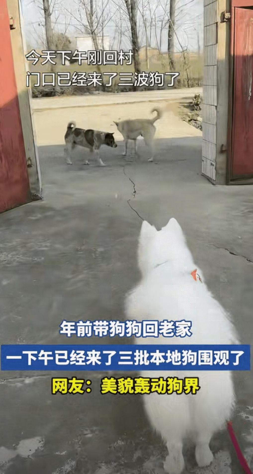 “笑不活了！”安徽，一女子带狗狗回老家过年，不料，因狗狗长得太漂亮导致村里其