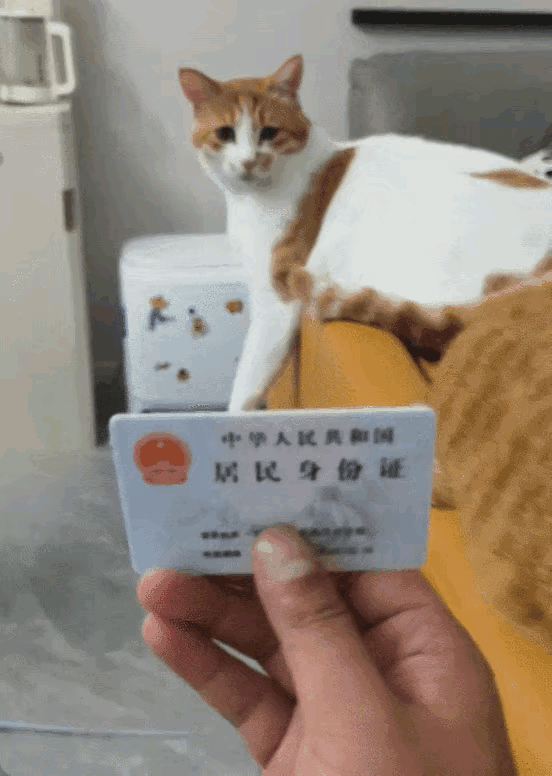 网友@小小小黄土豆干了件趣事。她觉得和家里猫相识三年，猫却不知她名字，便郑重拿出