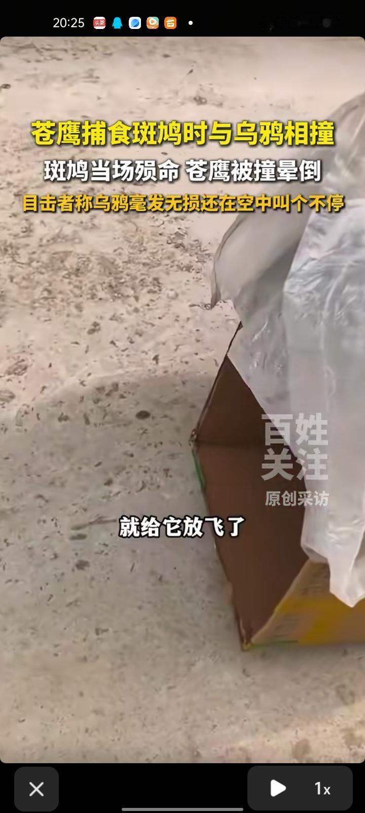 4月14日，威海荣成市。老鹰捕食斑鸠时与乌鸦相撞纷纷坠地，老鹰两脚朝天无法动弹，