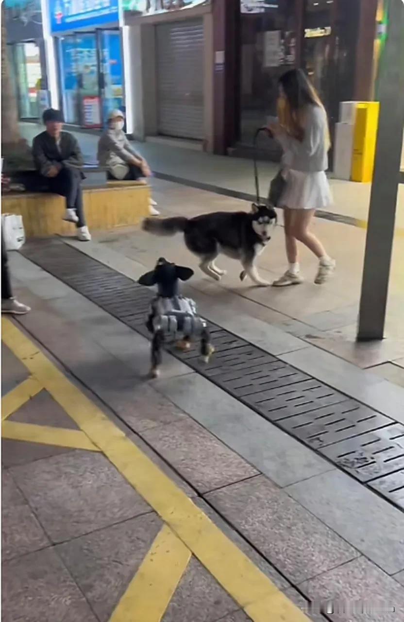重庆，女子在小区里遛狗时碰到一对夫妻，丈夫对女子说道：“你这遛狗绳太长了，狗会妨