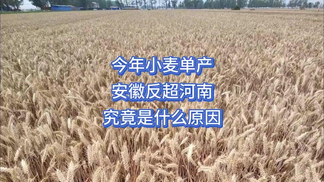 作为中原粮仓的河南，多年来冬小麦种植面积高达8500万亩，品质与产量都相当出色，