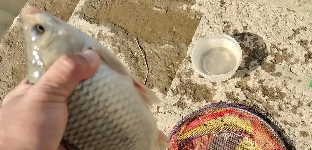 别信天气预报说今天适合钓鱼。真正决定鱼开口的，不是晴雨，是水下一毫米的气压