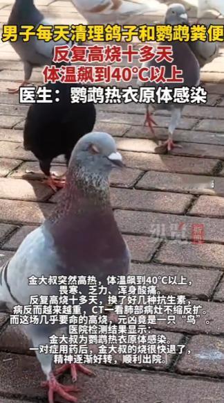 悲剧还是发生了！5月27日环球网报道，浙江台州，一男子连着几个月天天打扫鸽子、鹦