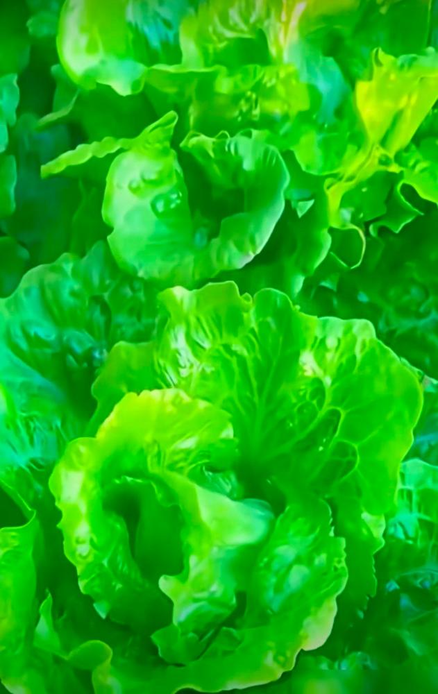 初一、十五要吃素。曾经看过一篇文章，很受启发。说初一、十五要吃素，这不是宗教信仰