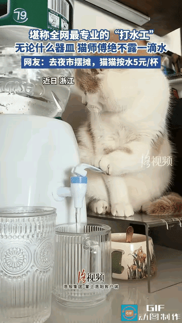 浙江有网友分享自家猫咪的趣事，都说这猫咪像是没喝孟婆汤转世来的，倒水手艺特别厉害