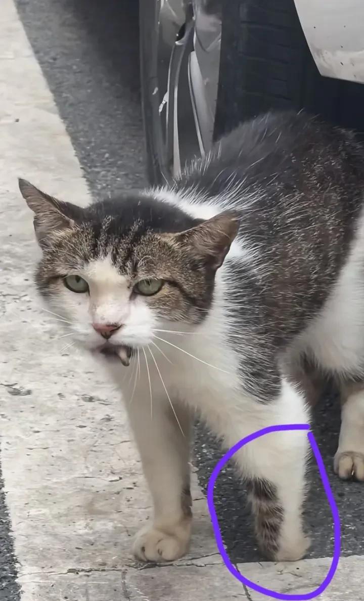 这只小猫左腿爪爪没有了，只剩下一根腿骨支撑走路，它已经在外流浪四五年了，一直两位
