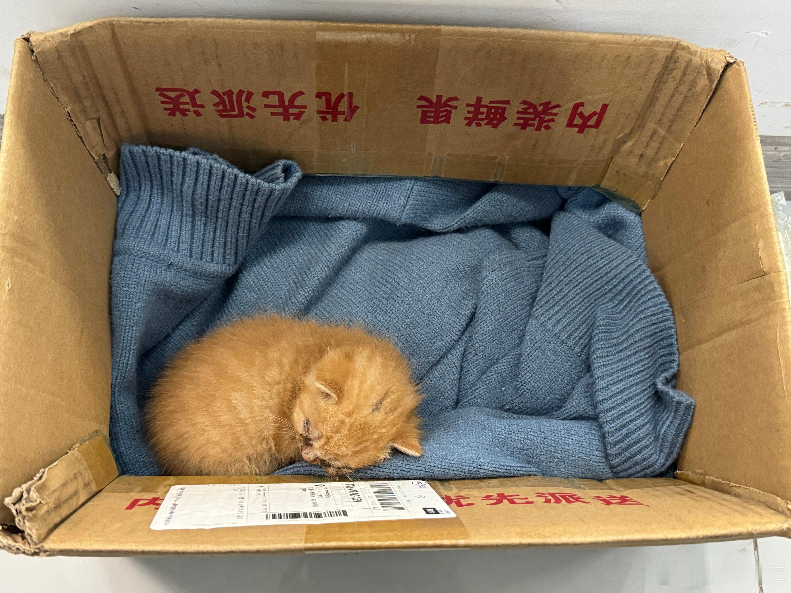 捡了一只小猫刚出生几天有没有好心人收养