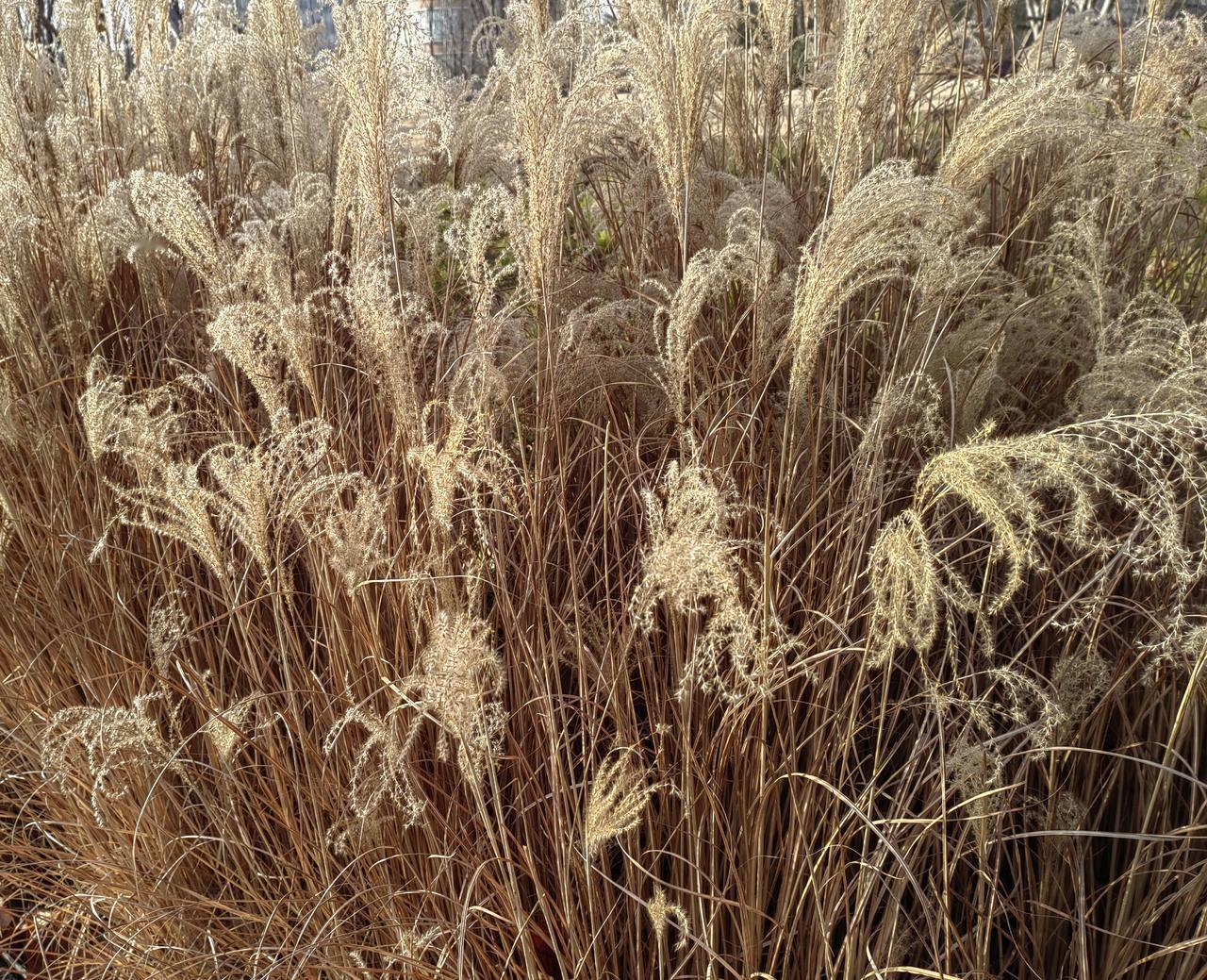 印象中，过去瘫痪在床的老人比例不高，而且，一旦瘫痪在床基本上撑不了几年。如果，