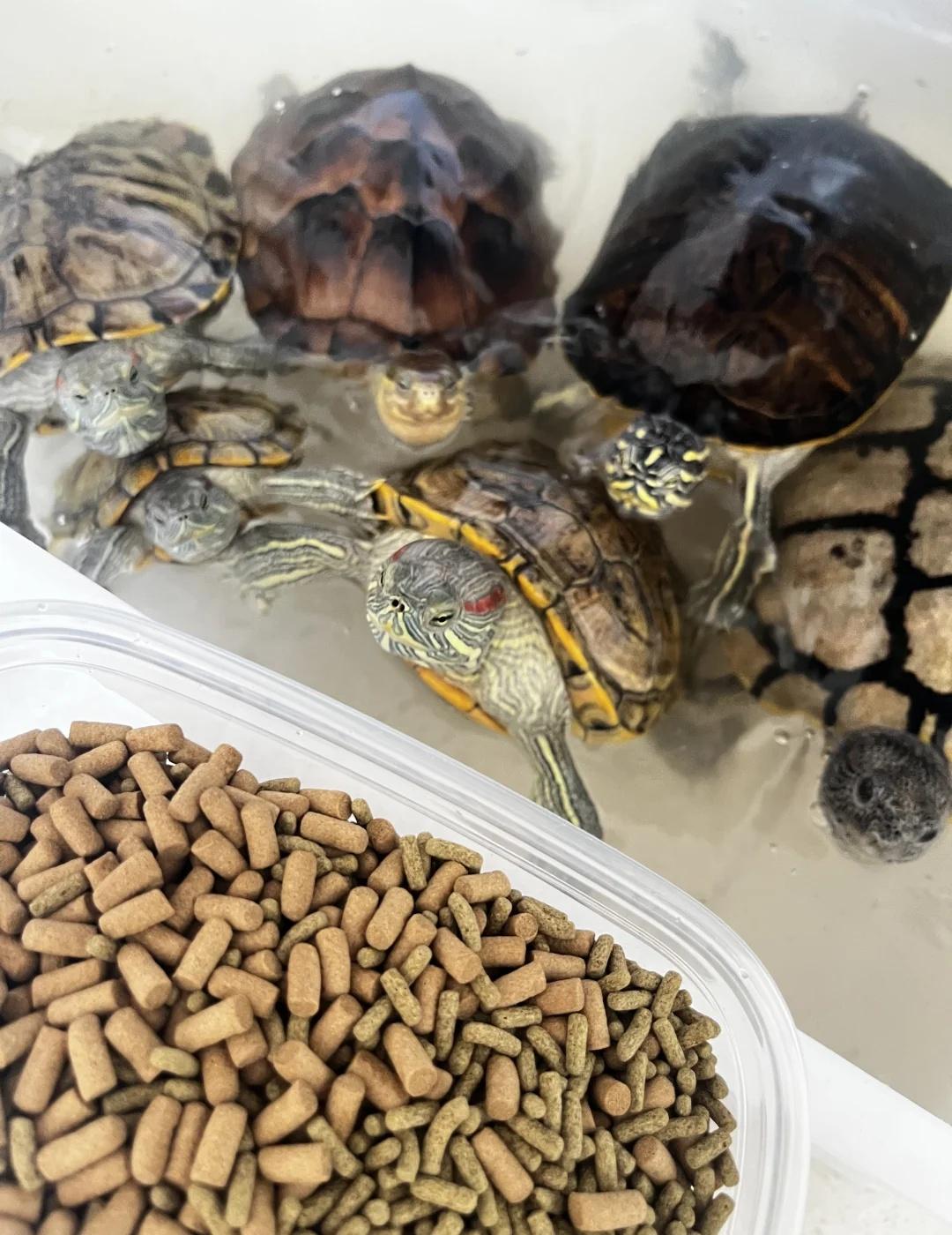 开饭啦小乌龟日常龟龟吃饭时间到了