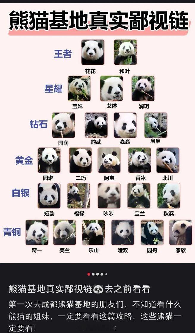 怎么现在熊猫🐼也有鄙视链？虽说分不清每个熊猫，但是每个都可爱[捂脸哭]​​