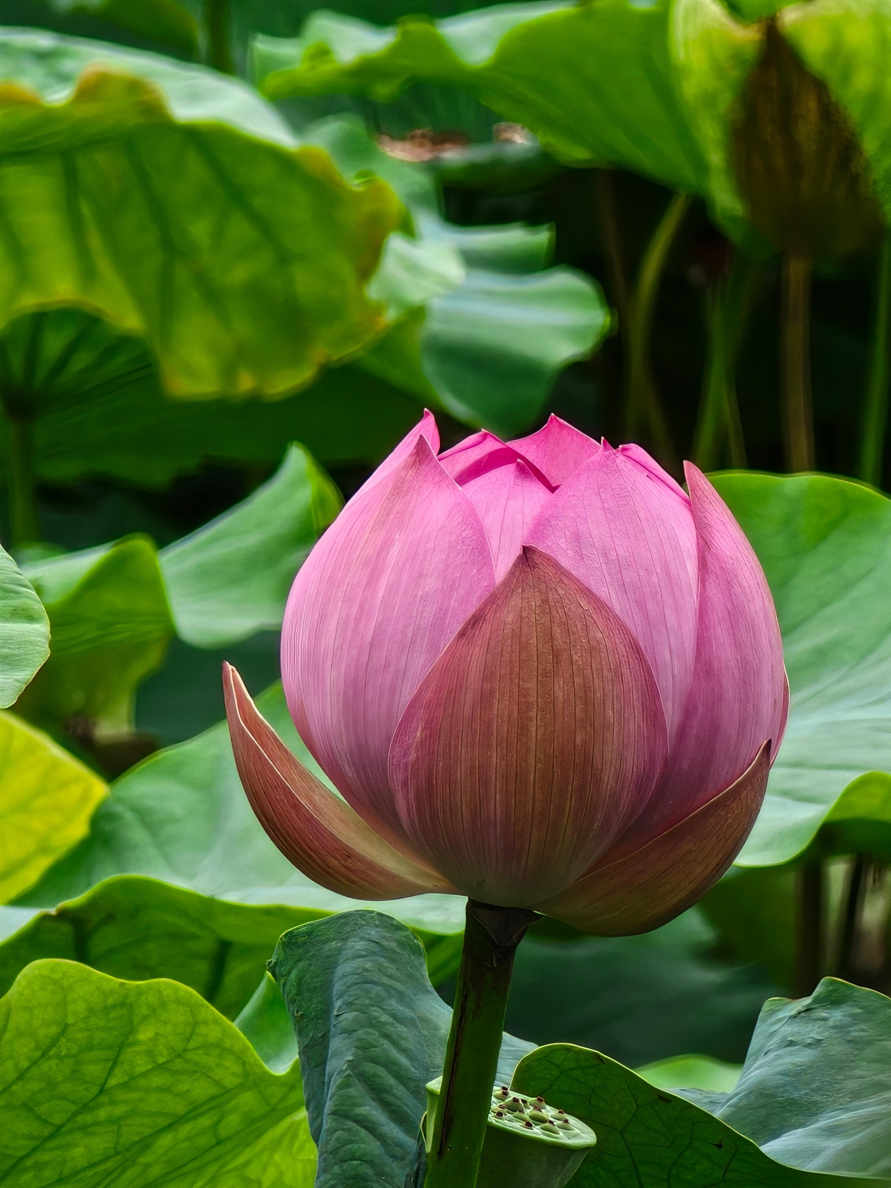 家人们，瘦西湖的荷花开啦​​​