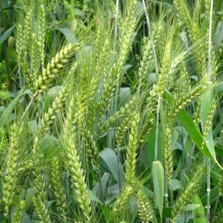 4—5月天气乱变，小麦这3种病一定要盯紧最近这天气真叫人摸不透！4