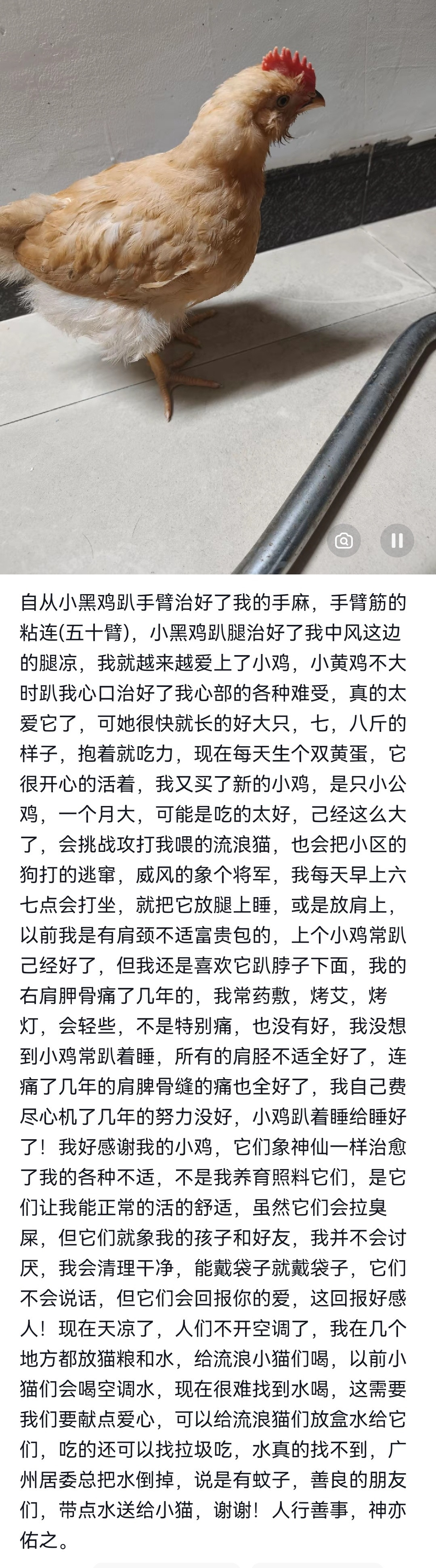 这个如果是真的利用的就是鸡的体温高​​​