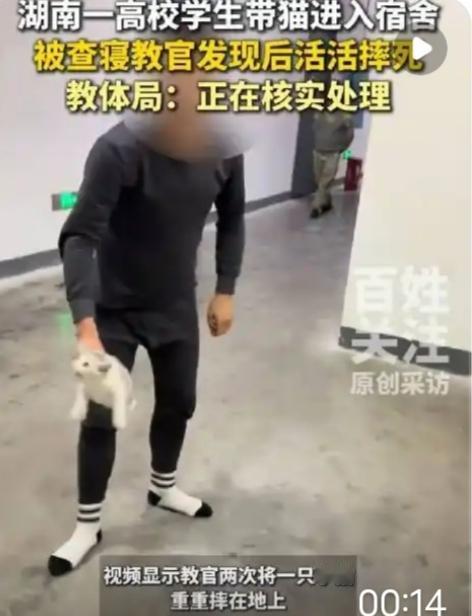 一高校学生带猫进入宿舍，被查寝教官发现后活活摔死！当地教体局：正在调查核实，如果