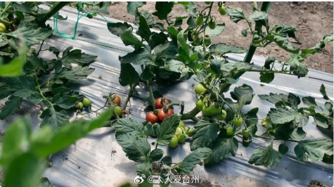 来丽水青田品舌尖上的七彩春天青田阜山七彩小番茄新鲜上市！高山种植、自然成熟、七