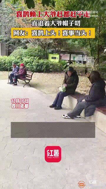 笑不活了！四川成都一处公园内，一位大爷戴着黑色帽子坐在椅子上时，突然有一只喜鹊飞