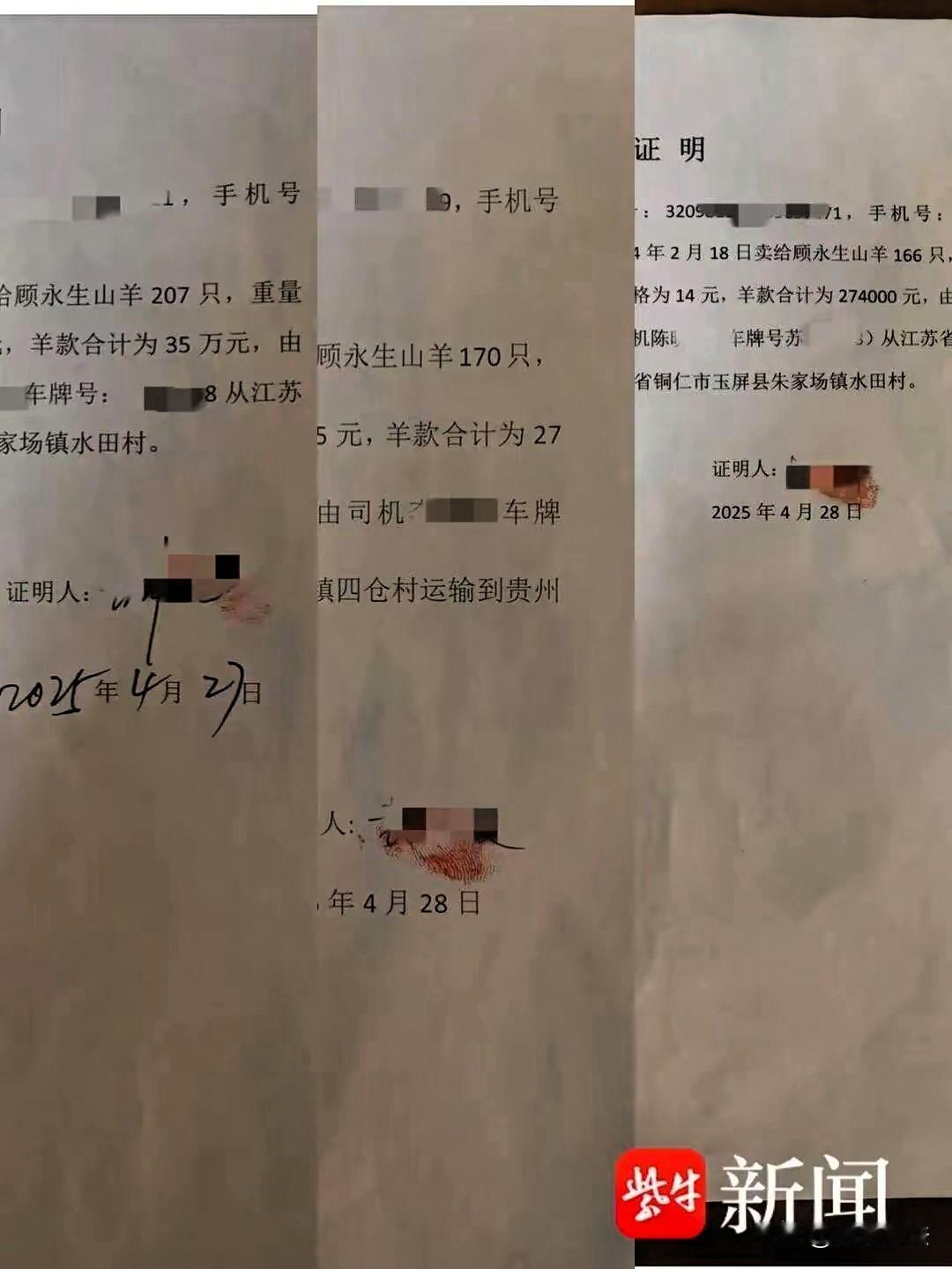 “憋屈！”男子听从熟人建议，把价值89.4万的543只羊运到贵州玉屏县，让儿子负
