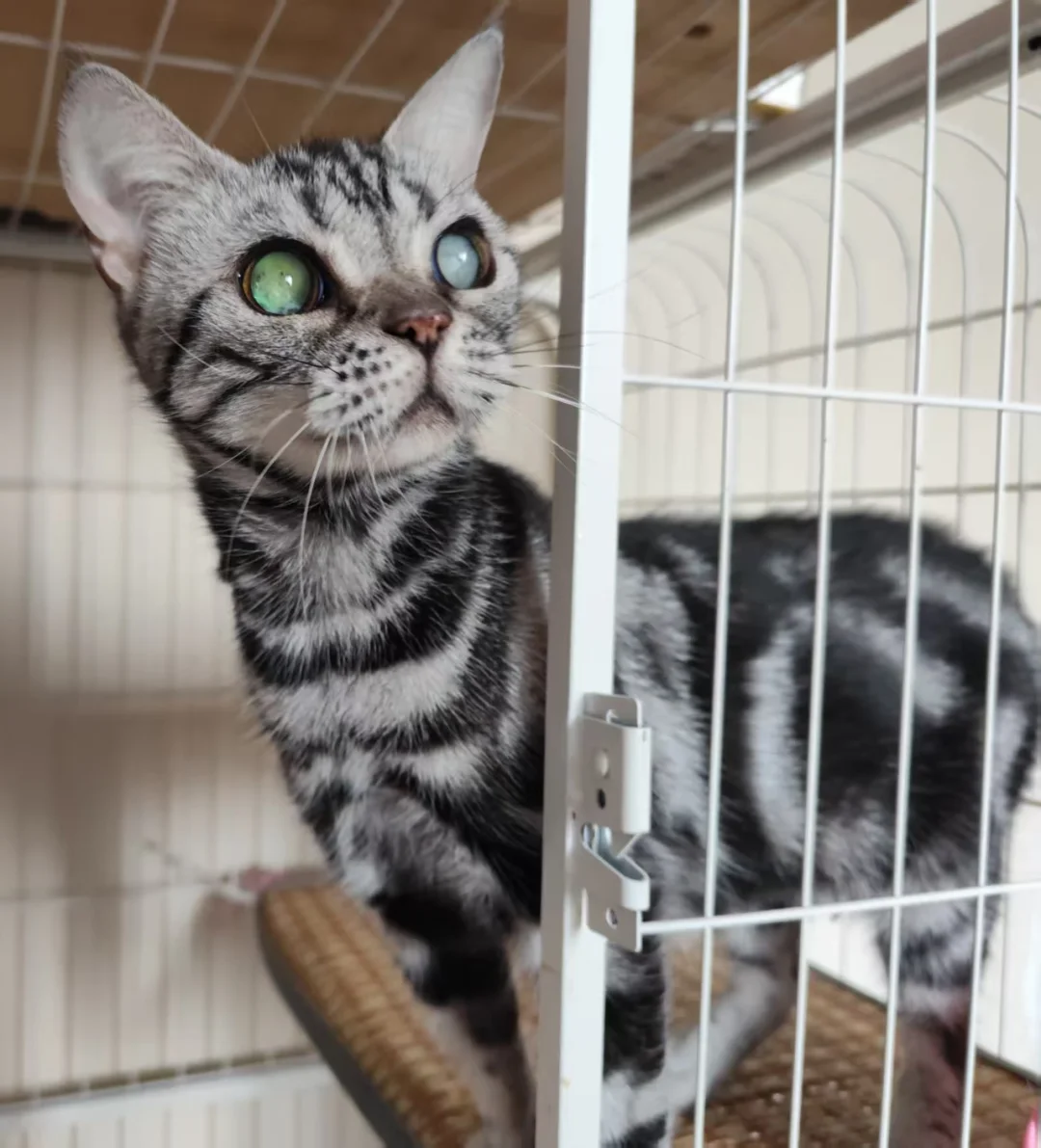 繁殖猫不停生娃失明后被赚够钱的主人扔垃圾桶】主人家吃的，喝的，用的都是这只猫咪拼