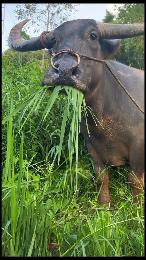 为什么牛只吃草就能长一身肌肉？答案其实很简单，人只吃蔬菜的话会营养不良，而牛只吃