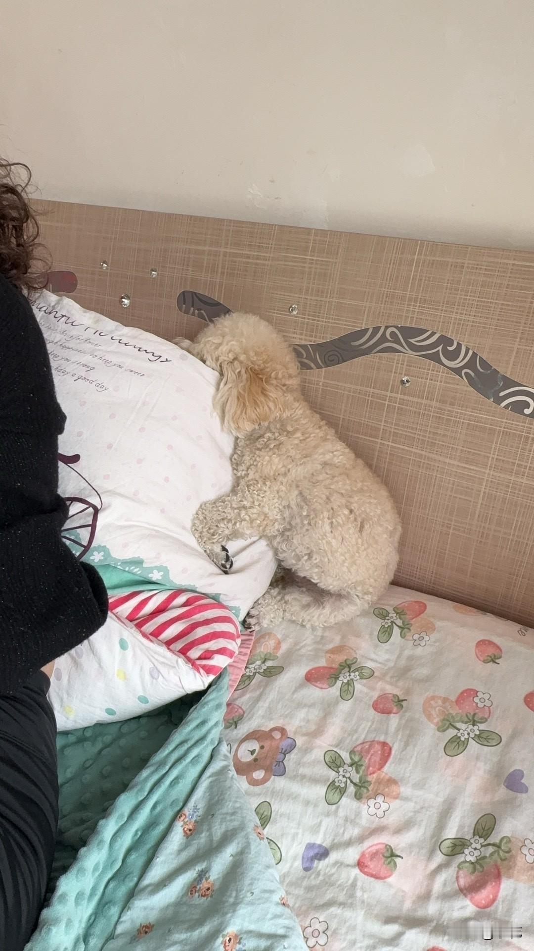 这周我家小泰迪去姨姨家串门，可太有意思了。到了姨姨家，姨姨家也有小狗，结果我家小