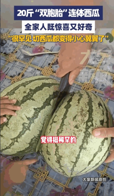 意外的惊喜！”8月28日，内蒙古巴彦淖尔，一男子买西瓜时，看到了一个20斤重的“
