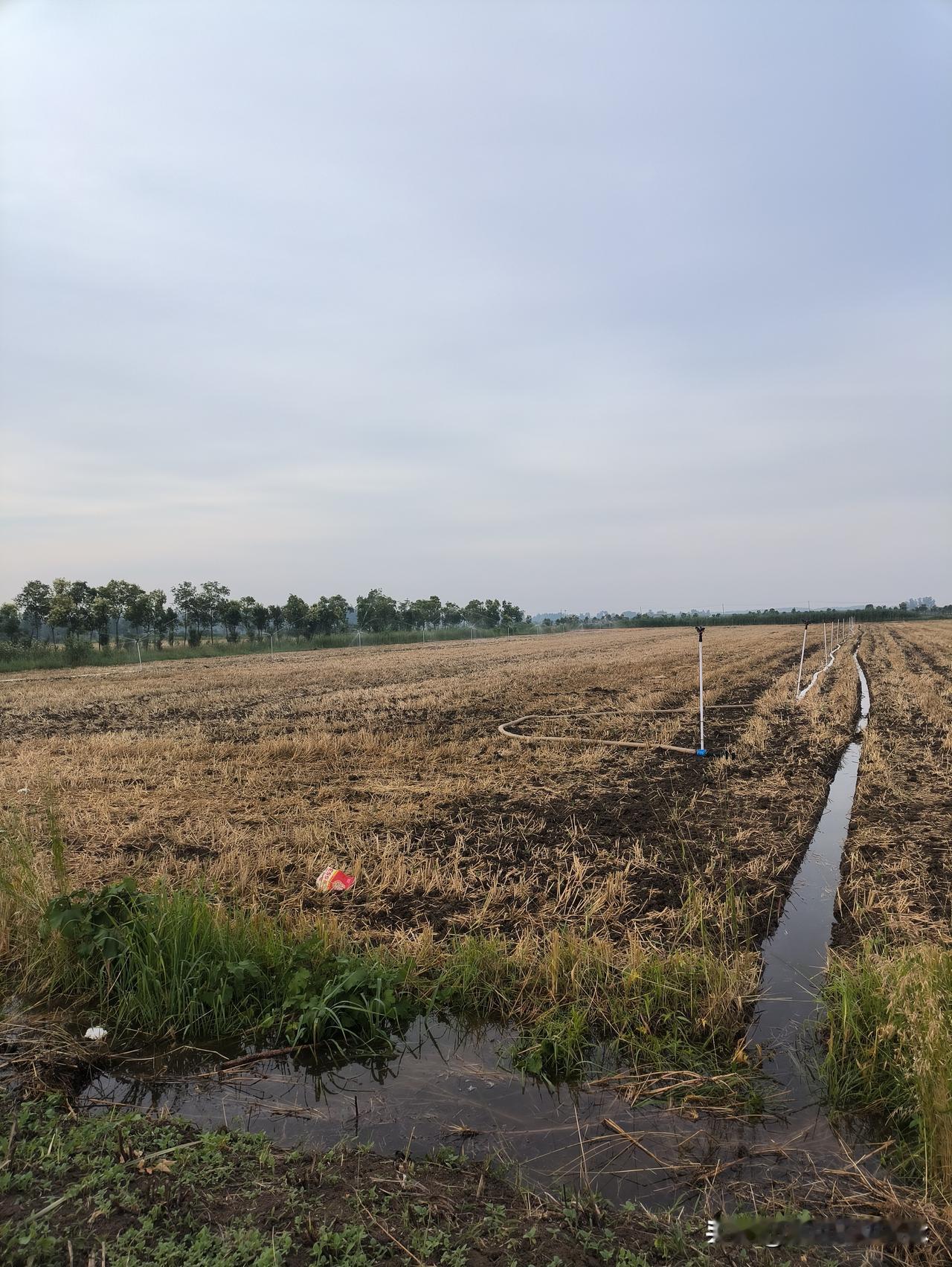 近日持续高温，田间刚破土的玉米苗饱受烈日炙烤，人们忧心玉米苗会被旱死，几乎所有农