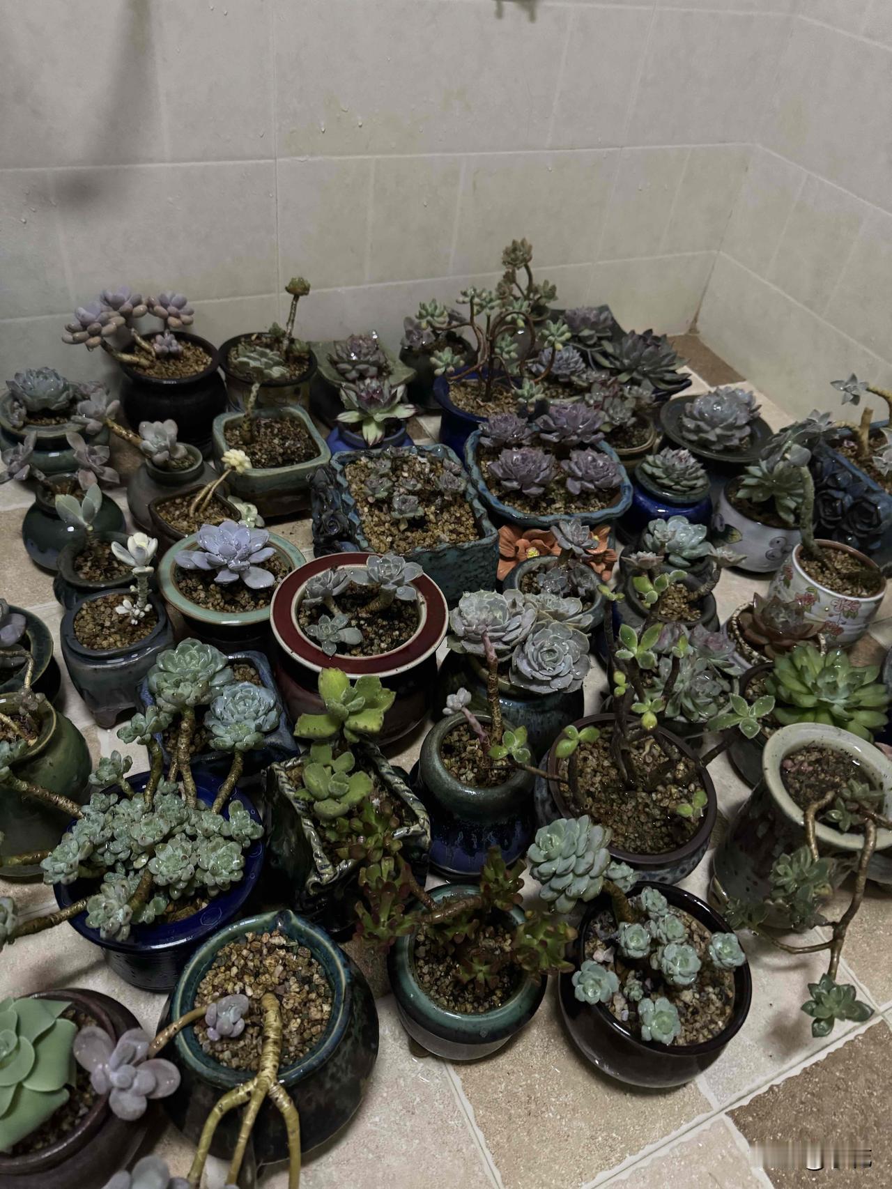 养花有时候就是一场“生死大冒险”。一冬天没给花浇水，它们旱得那叫一个惨，叶子都干