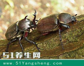 在农村看到这种虫子, 千万不要一脚踩死它, 城里一只竟卖到了几万块钱