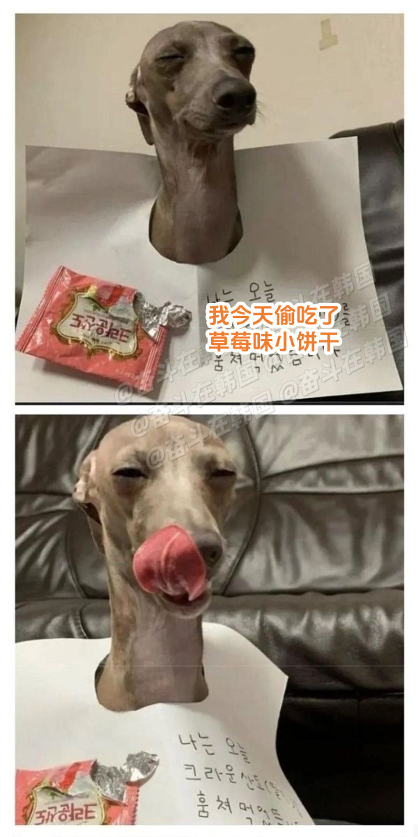 写了道歉文，但丝毫不见反省之意的小狗海外新鲜事热点现场