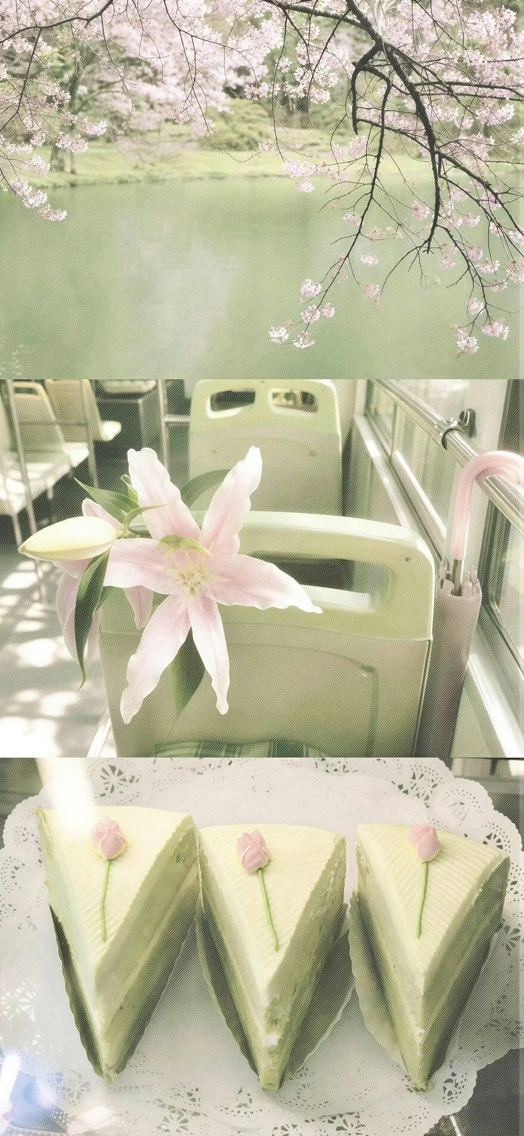 𝙎𝙝𝙖𝙧𝙚｜壁纸清新治愈绿色系₊⁺♡₊⁺全面屏壁纸｜高清无水印