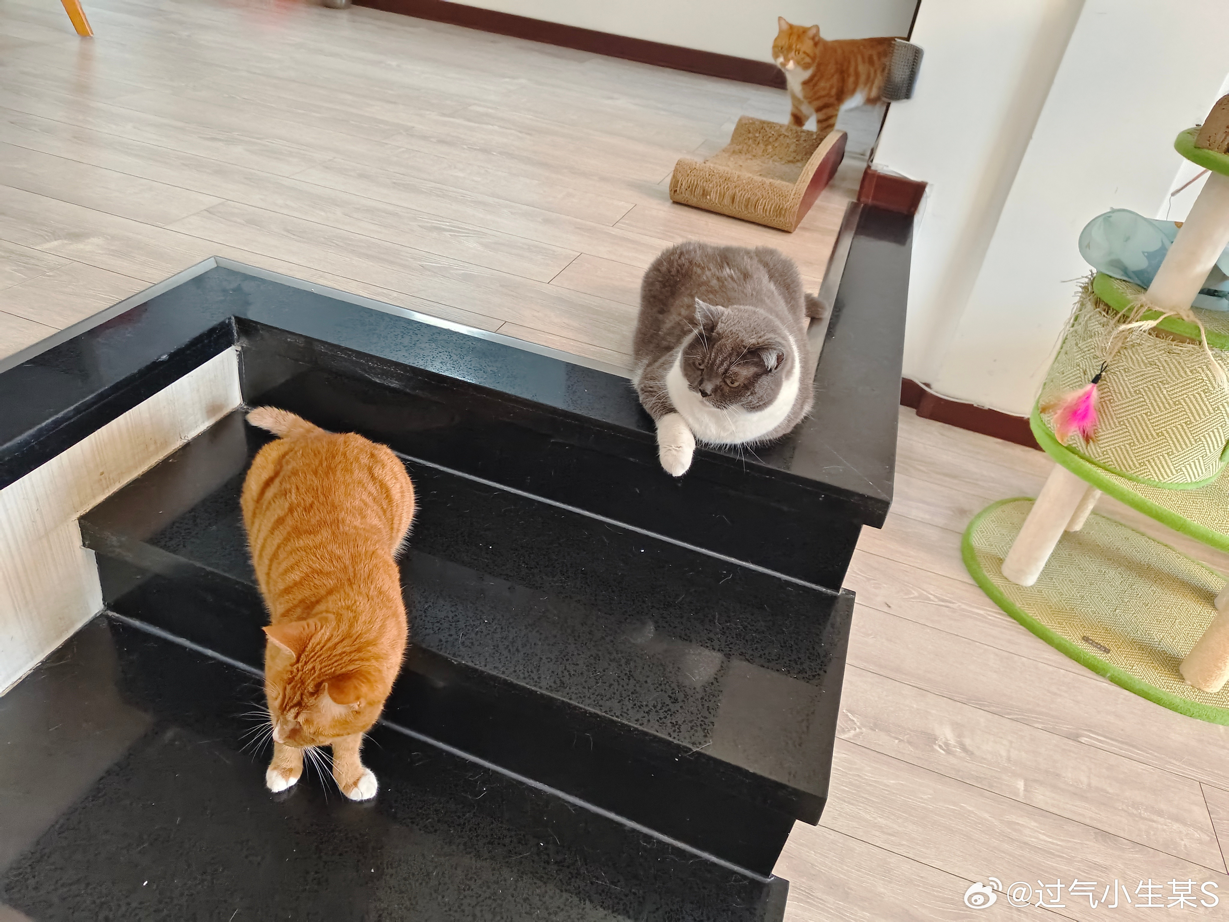 就在刚刚，二哥在我家楼道亲切会见了流浪猫小黑。其它三个猫贪生怕死的躲在屋里没敢出