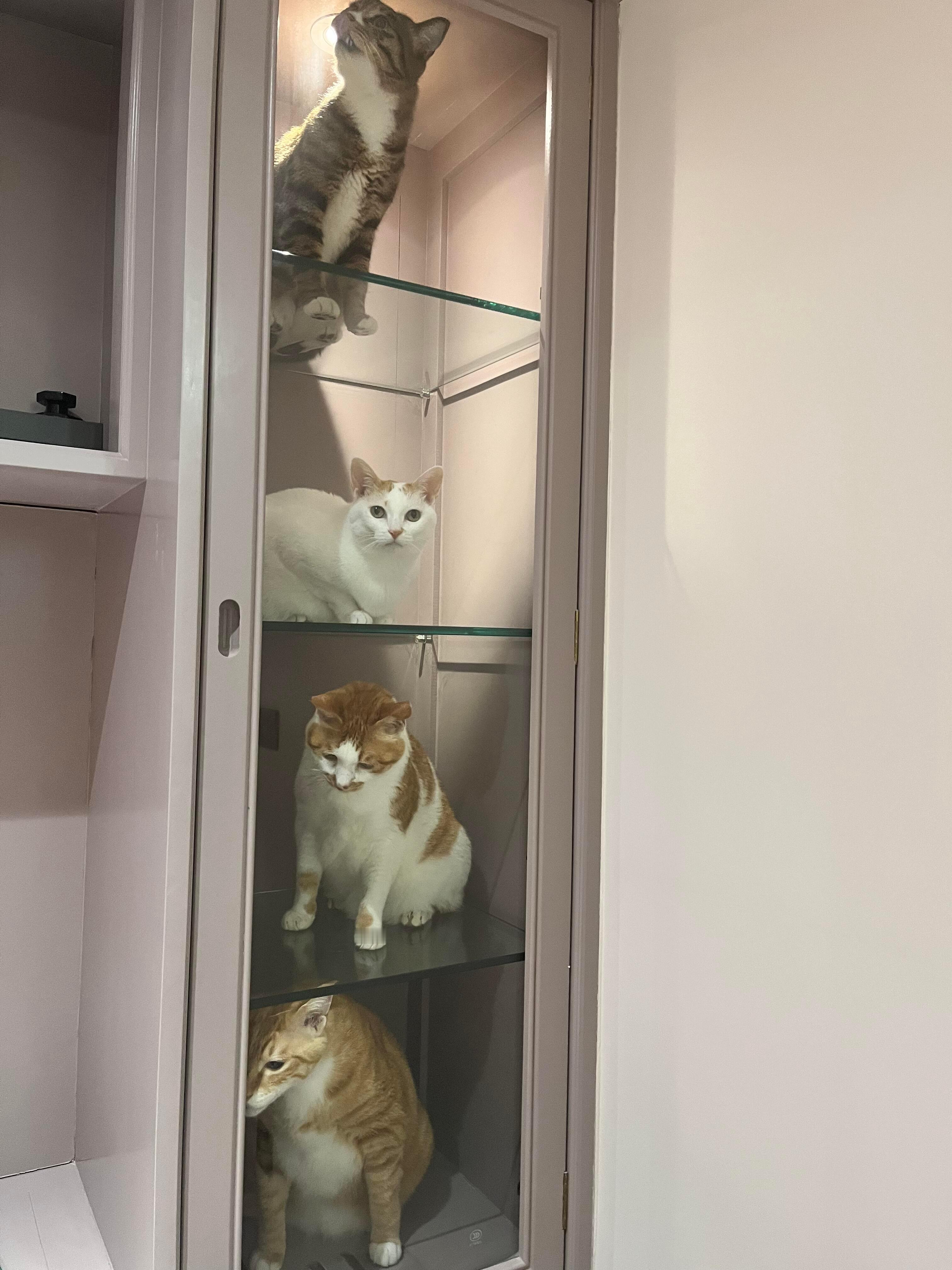 坏了柜子里长猫猫手办了​​​