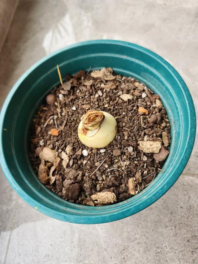 想让朱顶红春节期间开花什么时候栽种？我的朱顶红冷藏一个月后，于2026年1月1