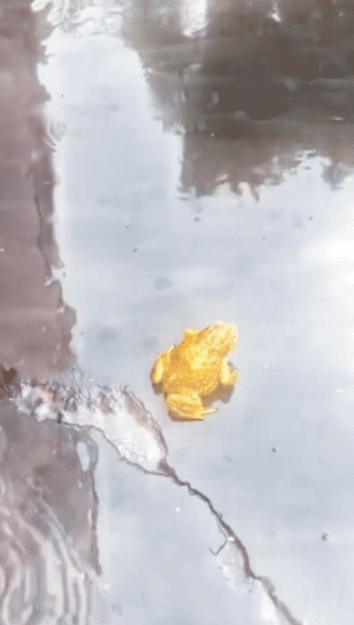 刷到极其罕见的【金蟾】，说明你的好运到了，过了今晚，想不顺都难！评论许愿，都会实