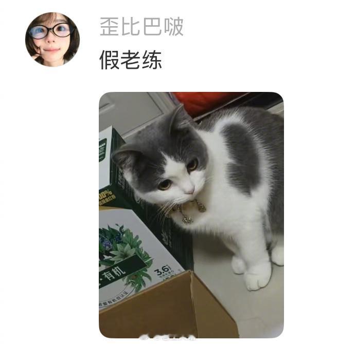 有些猫猫的名字一听就是四川人取的