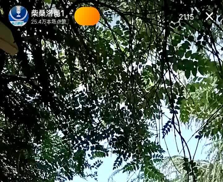 太好了，柴桑大姐与十五组联系上了，直播间有了新变化，柴桑大姐在直播间直呼杜新枝，