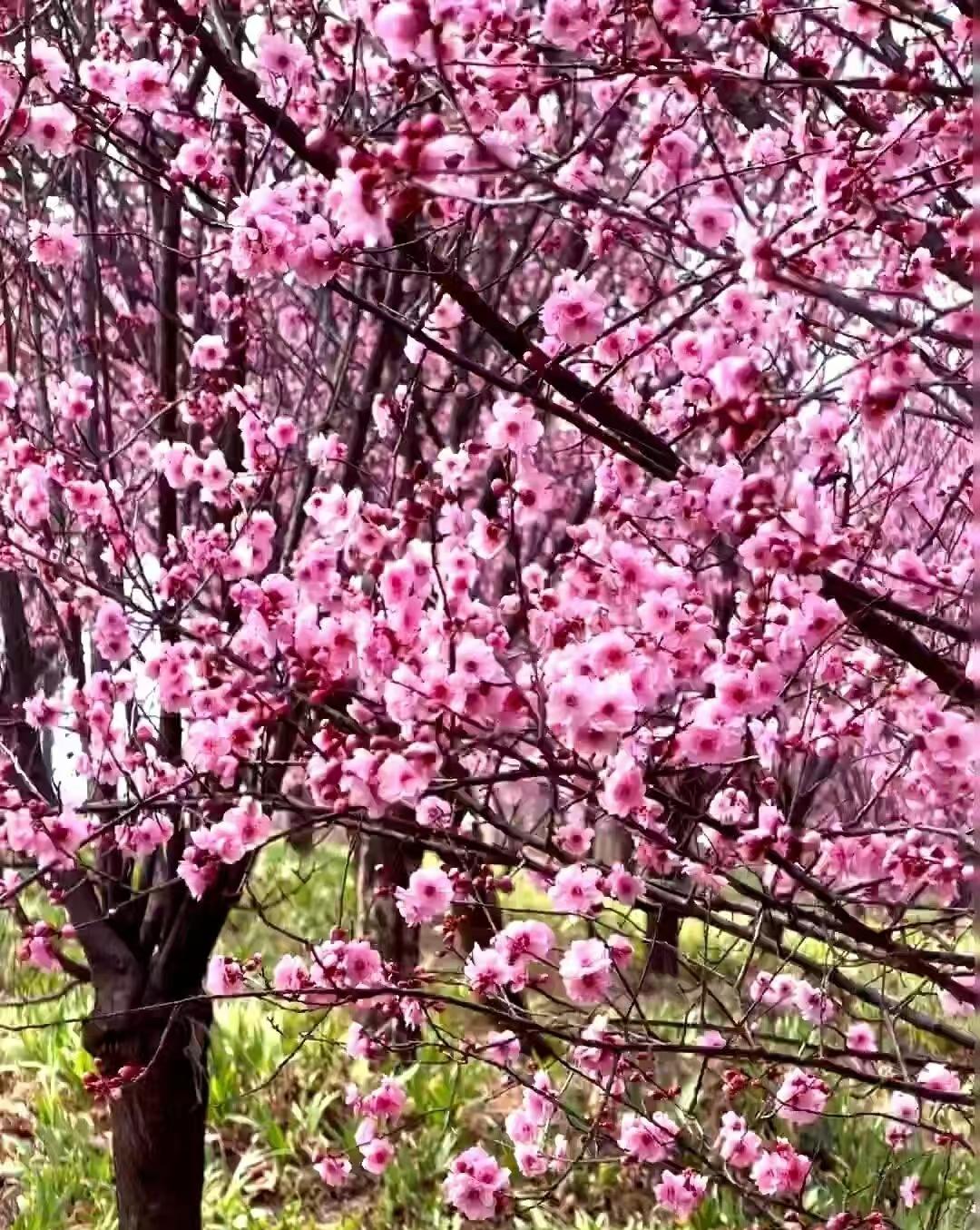 拍到了桃花盛开的美景樱花种植技巧粉红色花树樱花品种介绍桃花树景观