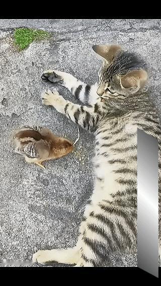 猫咪：这家伙闻着是真香，只是主人拿着棍子在旁边守着，着实不敢下口呀！